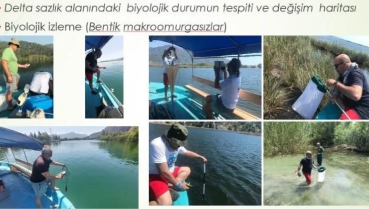 Dalyan’da Sazlık Kaybı ve Çevre Tehdit Altında