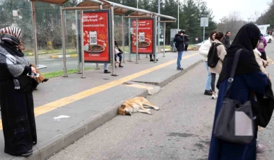 Diyarbakır’da Sokak Hayvanlarına Dikkat Çekildi