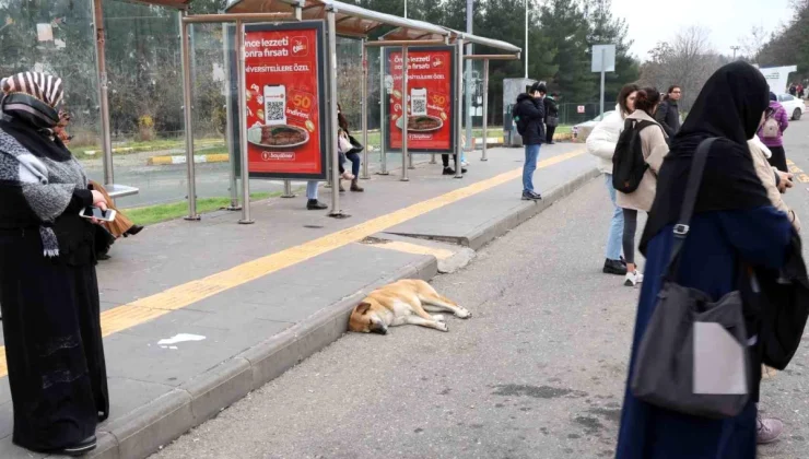 Diyarbakır’da Sokak Hayvanlarına Dikkat Çekildi