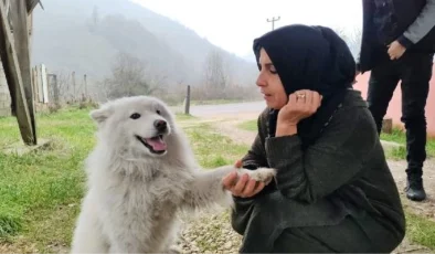 Köpek, Çatıya Çıkıp İtfaiyeyi Yanına Yaklaştırmadı