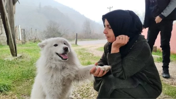 Köpek, Çatıya Çıkıp İtfaiyeyi Yanına Yaklaştırmadı