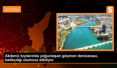 Mersin’de Göçmen Denizanaları Balıkçılığı Olumsuz Etkiliyor