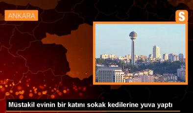 Ankara’da bir kadın, evini kedilere yuva yaparak 60 kedinin bakımını üstleniyor