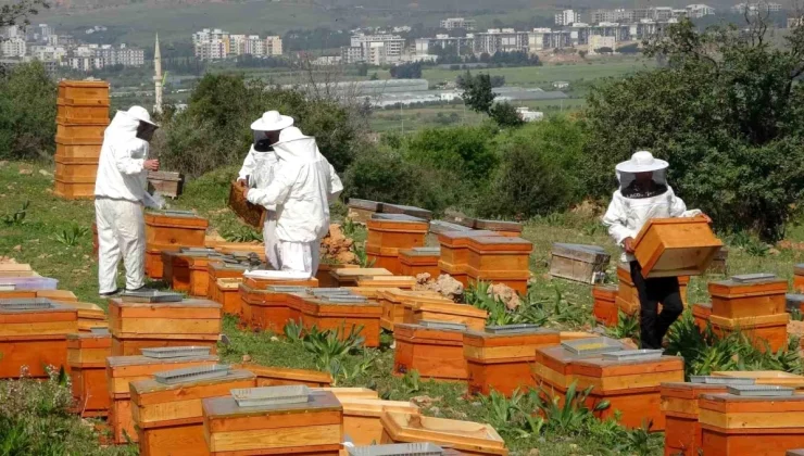 Mersin’de Polen Hasadı Başladı: Sezonun İlk Hasadı Sıfır Rakımda Yapıldı