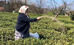 Çay Üreticileri Budama Yapmazsa ÇAYKUR’a Çay Satamayacak