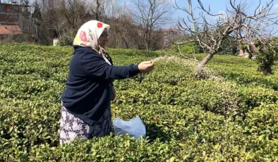 Çay Üreticileri Budama Yapmazsa ÇAYKUR’a Çay Satamayacak