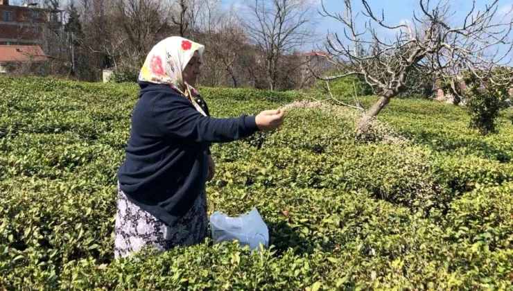 Çay Üreticileri Budama Yapmazsa ÇAYKUR’a Çay Satamayacak