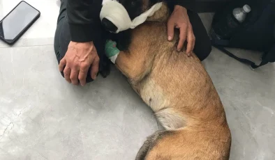 İstanbul Balat’ta vurulan köpeğin bekçi tarafından ateş edilmesiyle ilgili açıklama