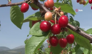 Manisa’da Kuzey Yarımkürenin İlk Kiraz Hasadı Yapıldı