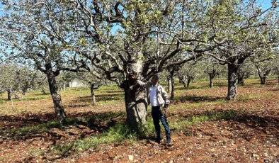 Şanlıurfa Tarım ve Orman İl Müdürlüğü, fıstık üretimi için ilaçlama çağrısı yapıyor