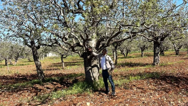 Şanlıurfa Tarım ve Orman İl Müdürlüğü, fıstık üretimi için ilaçlama çağrısı yapıyor