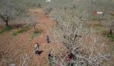 Şanlıurfa’da Fıstık Üretimi İçin İlaçlama Uyarısı