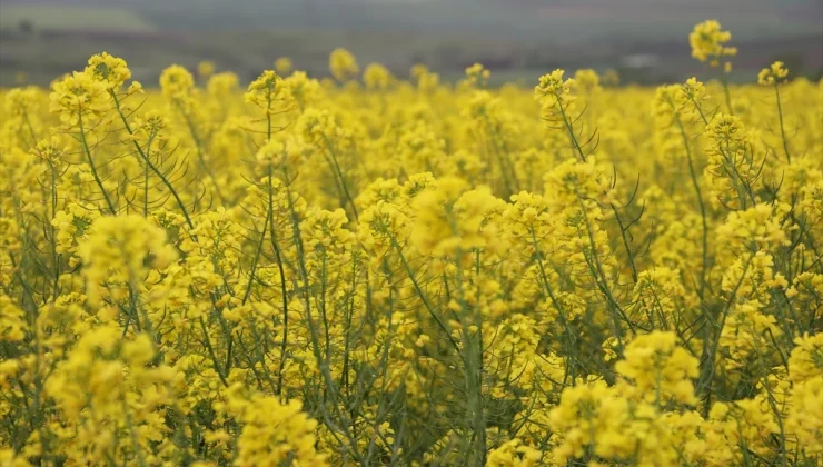 Trakya’da Yağışlar Çiftçinin Rekolte Umutlarını Artırdı