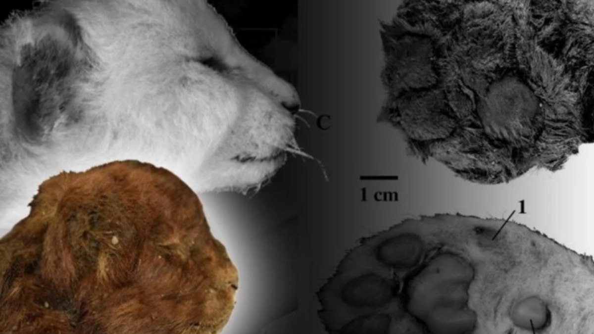 Sibirya’da buzulların içinde kedi yavrusu kalıntısı bulundu
